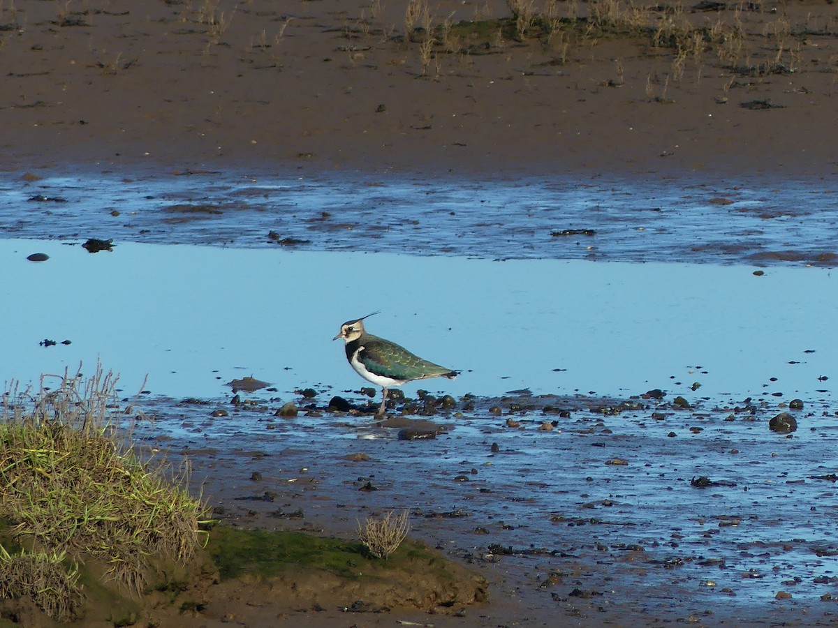 Northern Lapwing - ML644869158