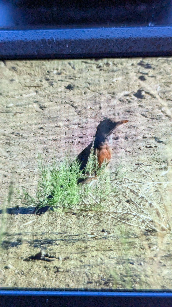 Meksika Ardıcı - ML644869176