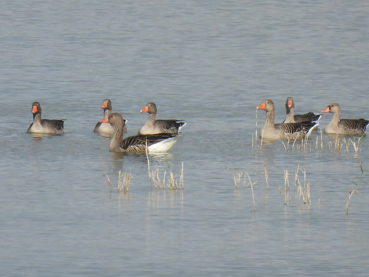 Graylag Goose - ML644869177