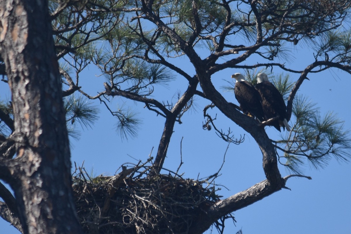 Орлан білоголовий - ML644869180