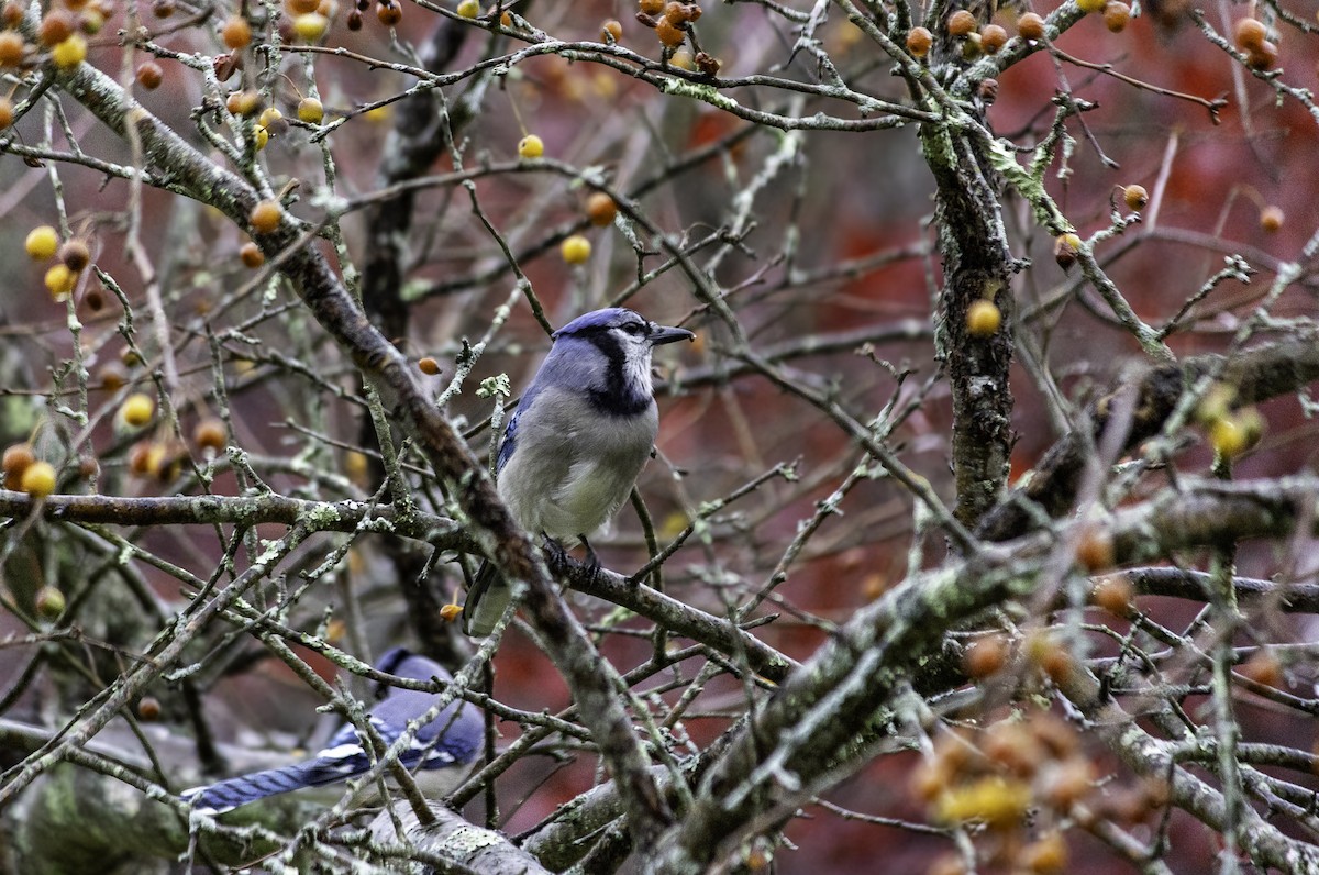 Geai bleu - ML644869183