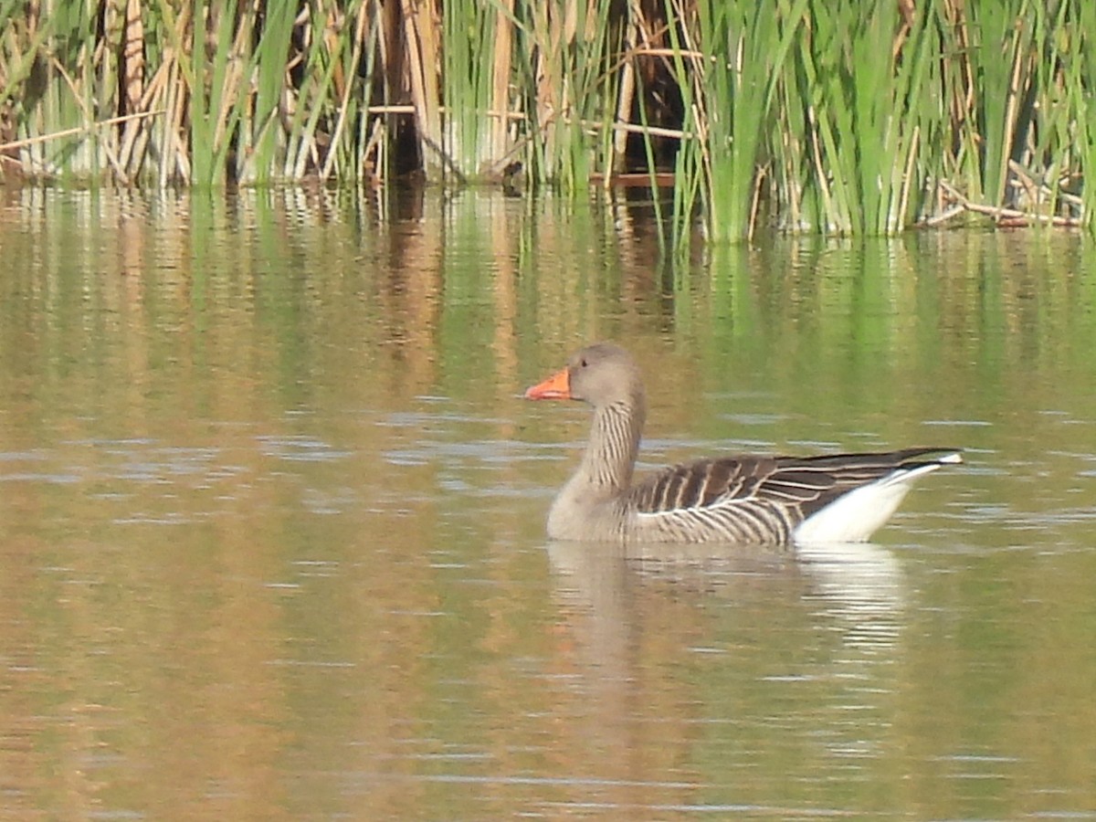 Graylag Goose - ML644869189