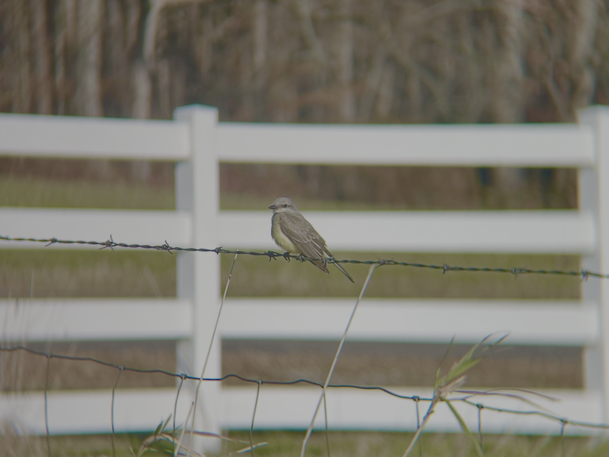 Западный тиранн - ML644869205