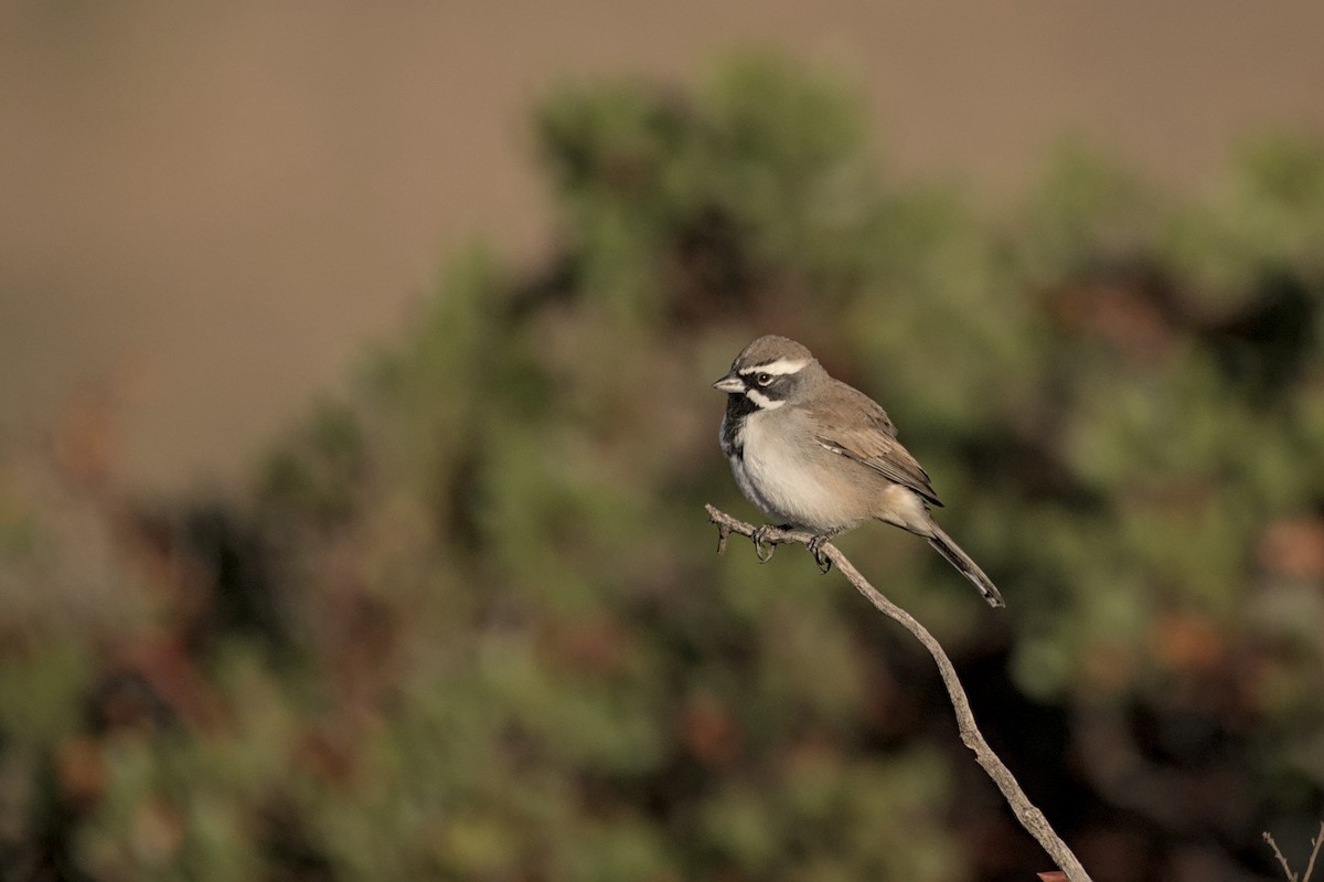 svartstrupespurv - ML644869229