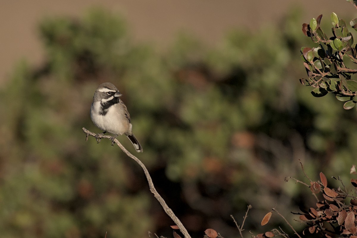 svartstrupespurv - ML644869230