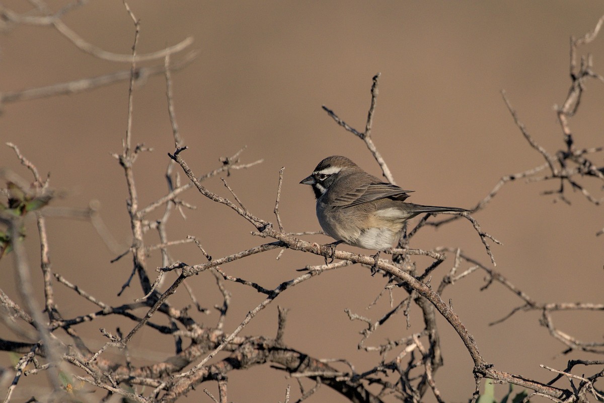 svartstrupespurv - ML644869231