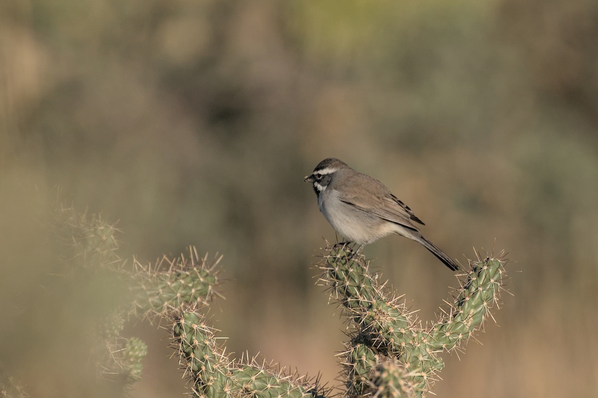 svartstrupespurv - ML644869232