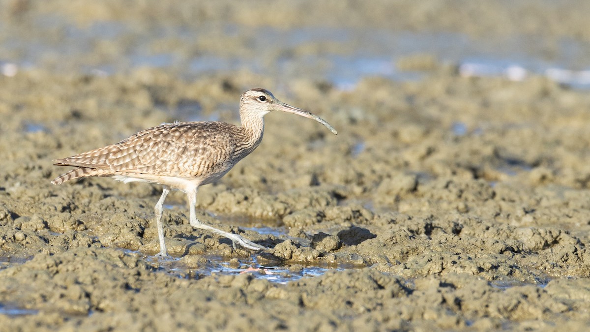 Hudsonian Whimbrel - ML644869233