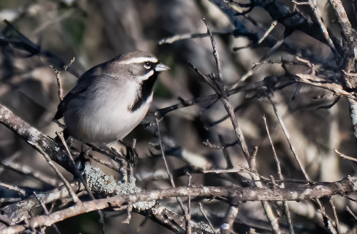 svartstrupespurv - ML644869251