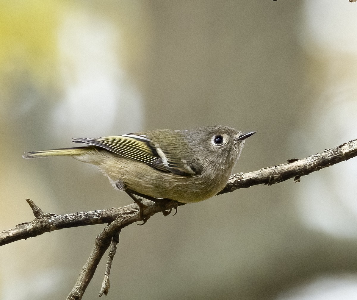 Ruby-crowned Kinglet - ML644869257