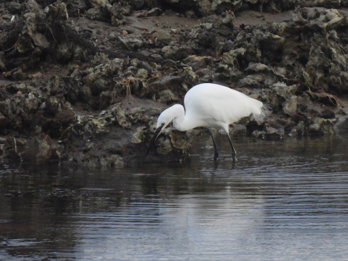 Seidenreiher - ML644869284