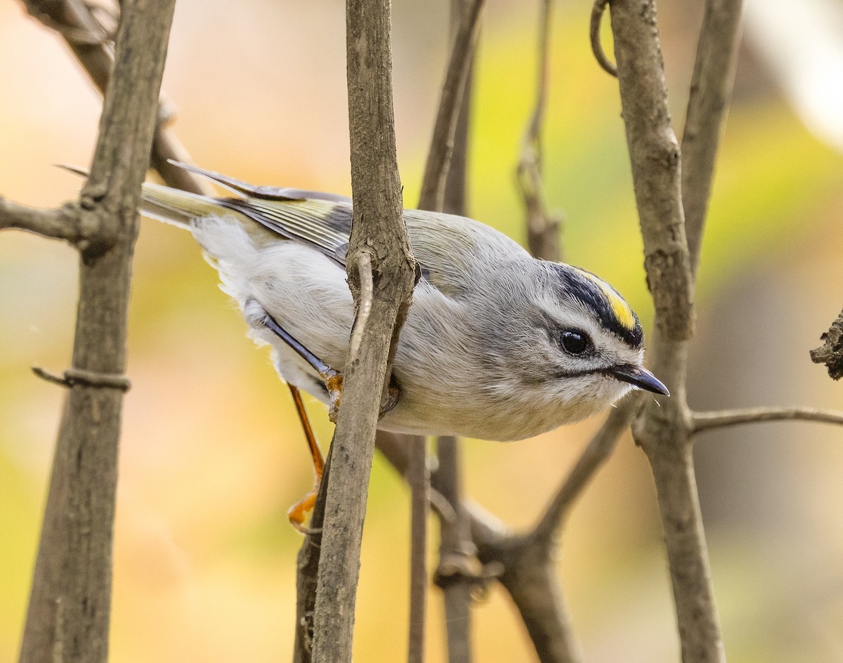 Golden-crowned Kinglet - ML644869286