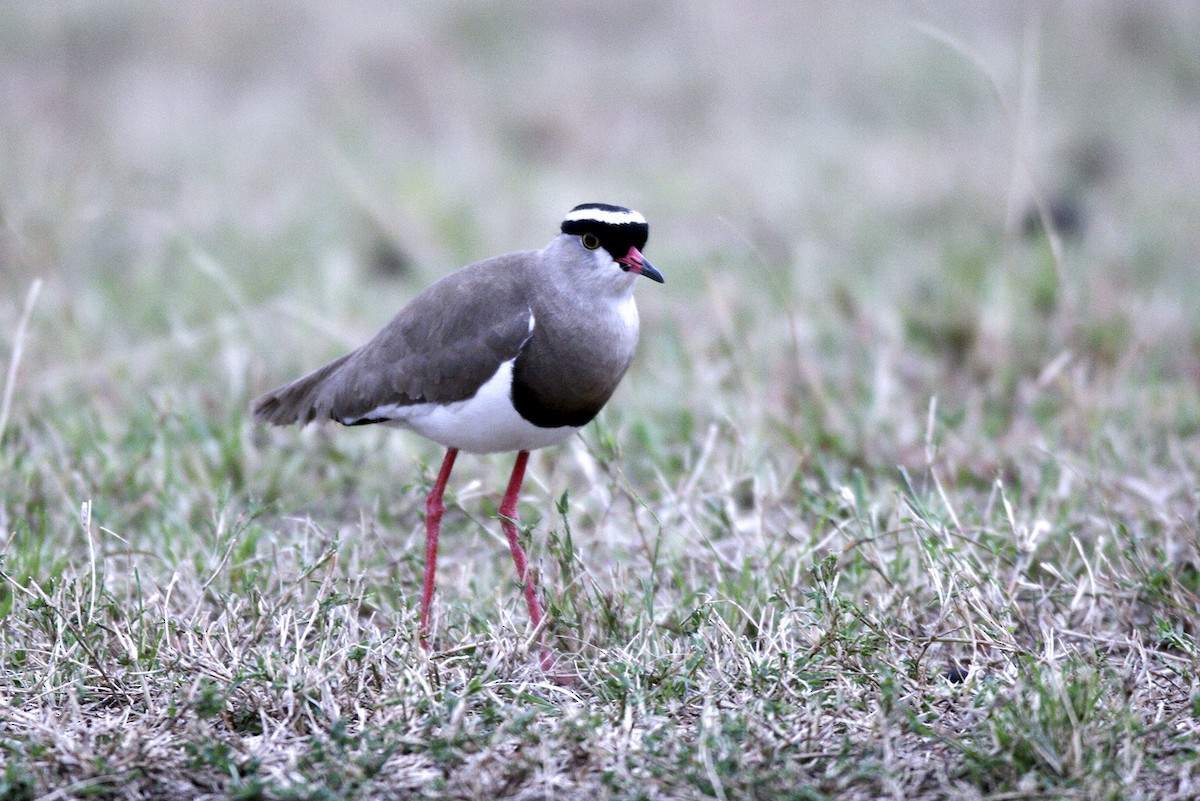 Crowned Lapwing - ML644869287