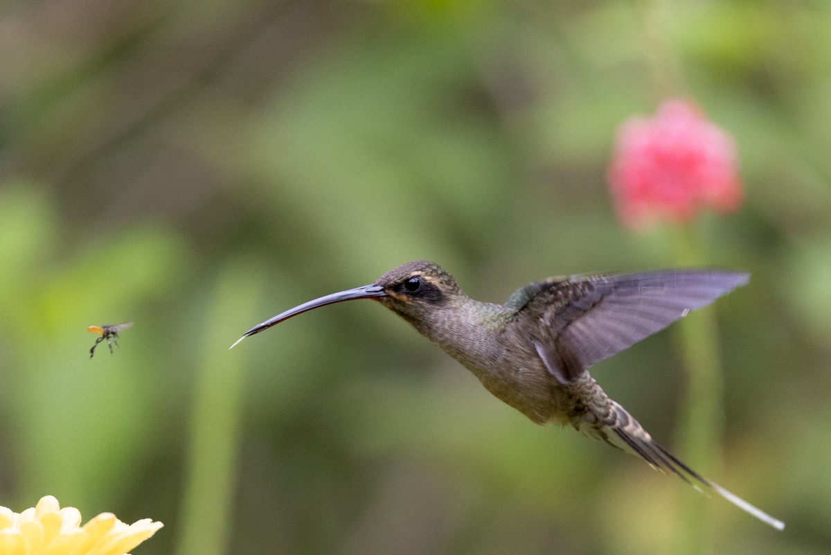 Long-tailed Hermit - ML644869289