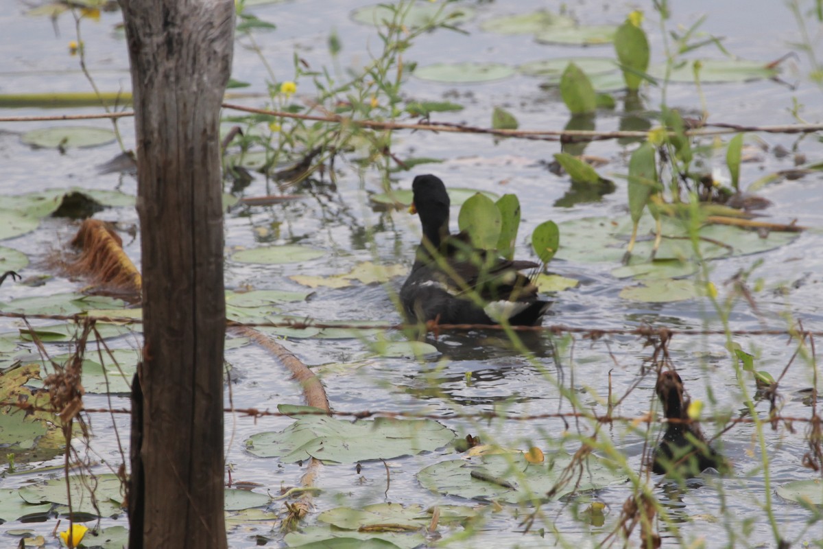 Common Gallinule - ML644869299