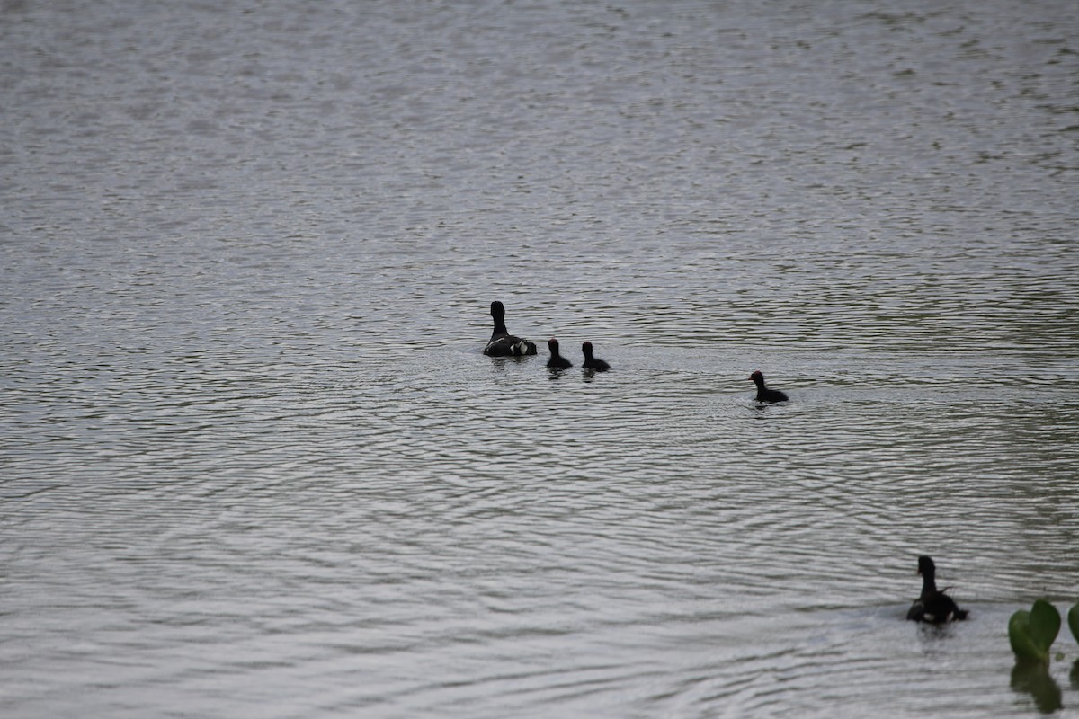 Common Gallinule - ML644869300