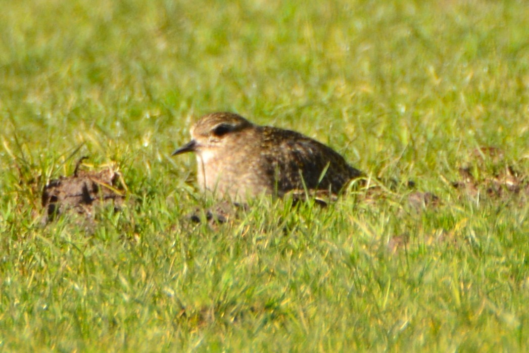 Сивка звичайна - ML644869301