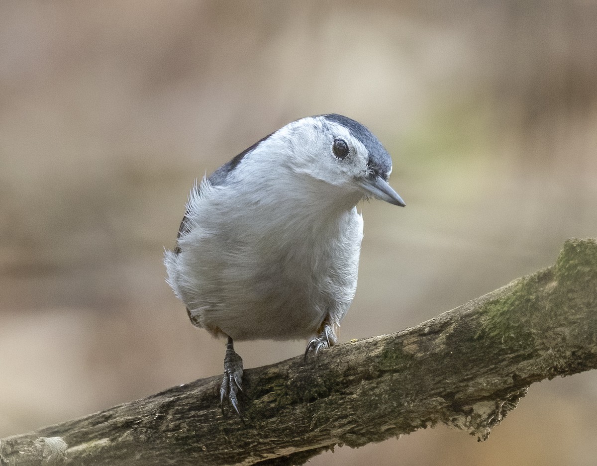 White-breasted Nuthatch - ML644869302
