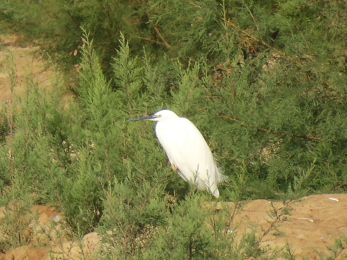 Seidenreiher - ML644869303