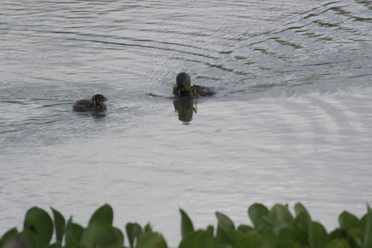 Least Grebe - ML644869304