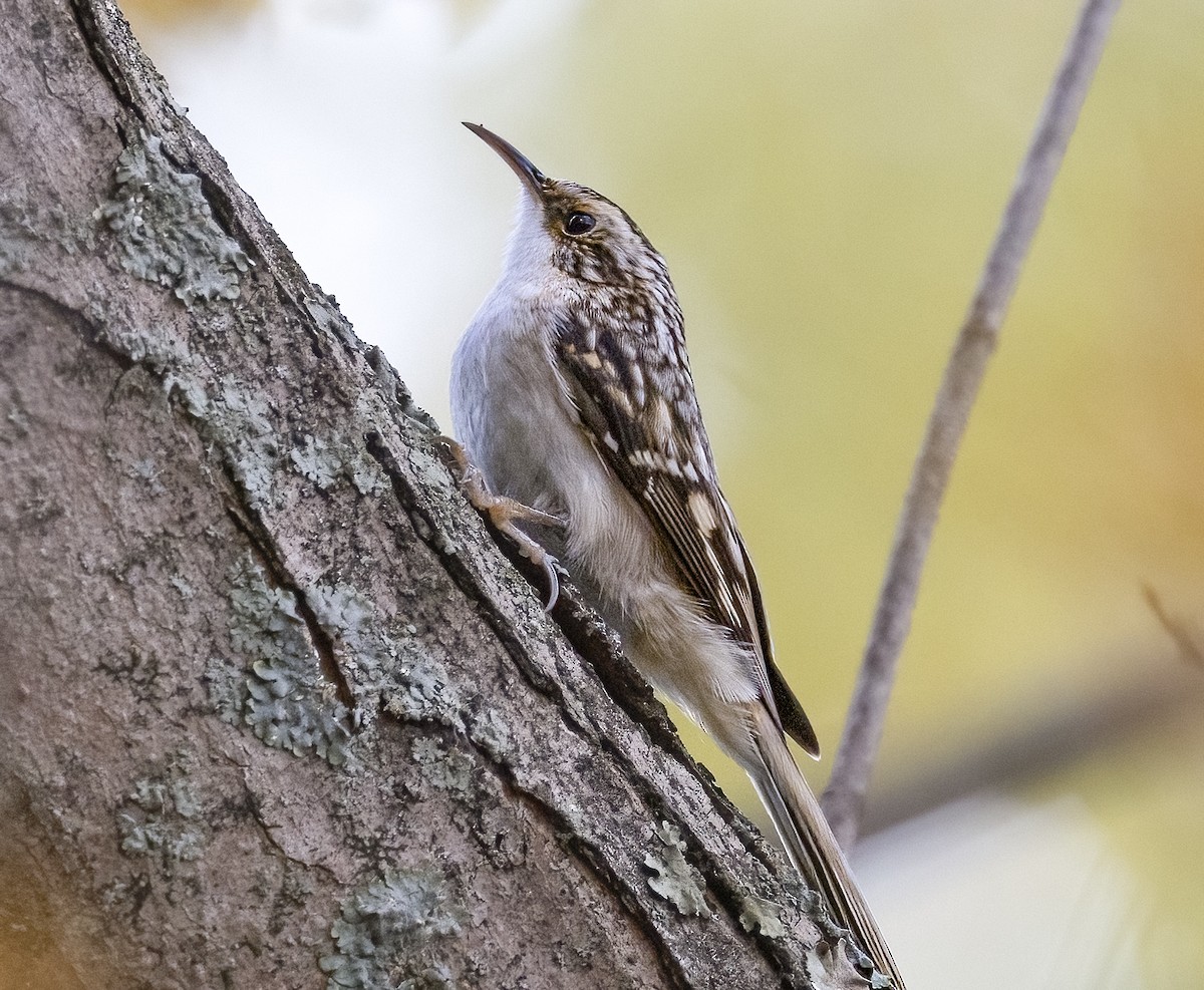 Brown Creeper - ML644869313
