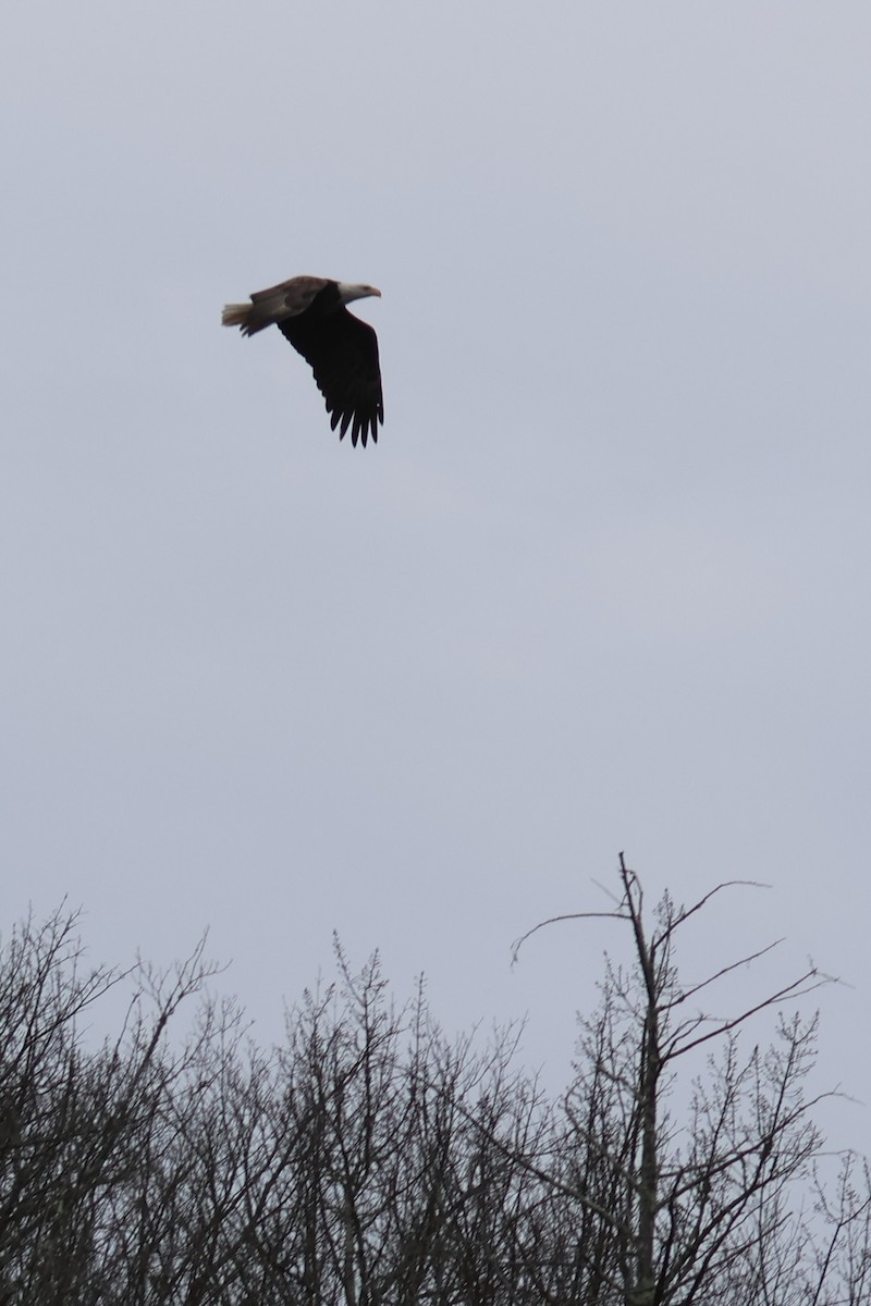 Bald Eagle - ML644869333