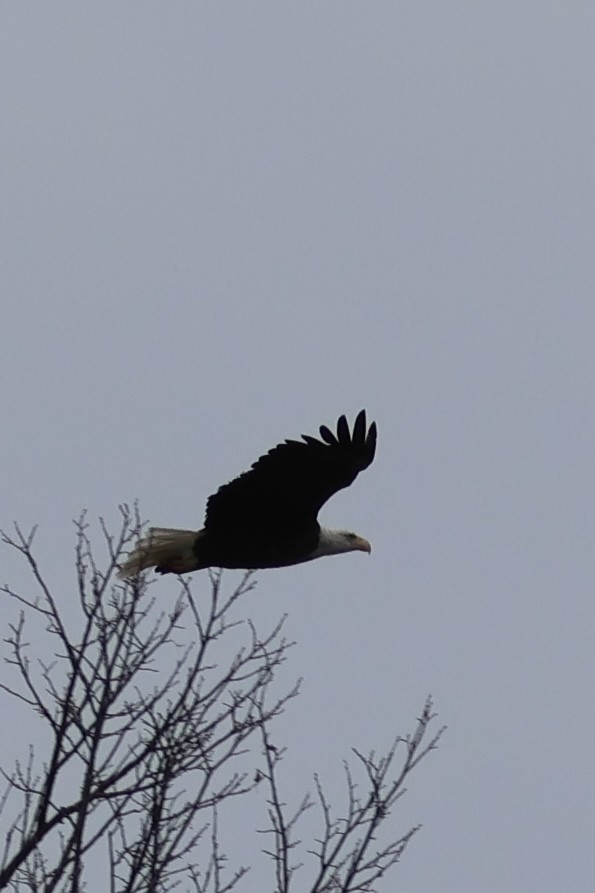 Орлан білоголовий - ML644869334