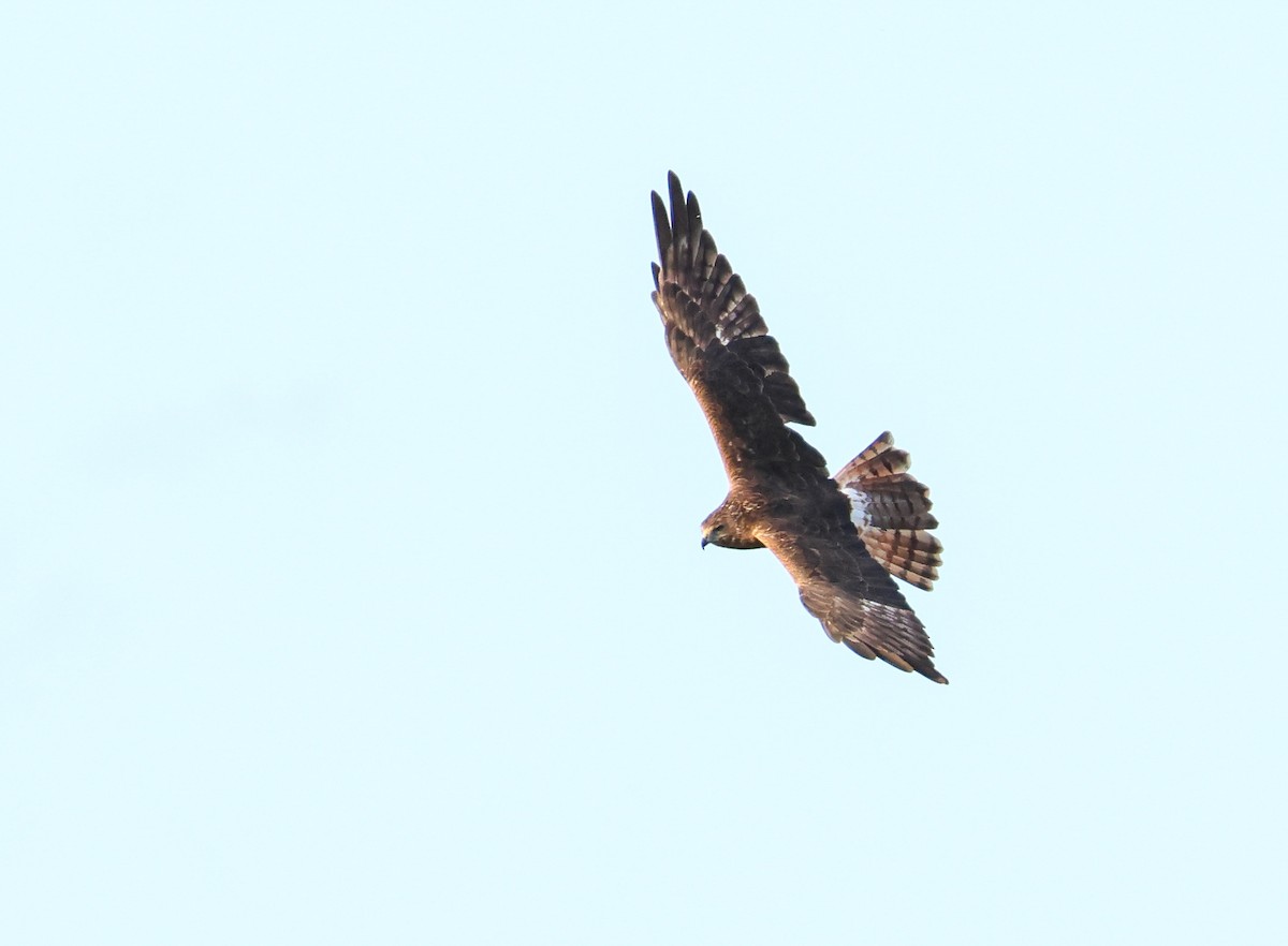 Swamp Harrier - ML644869341