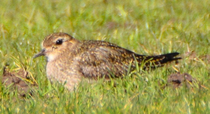 Сивка звичайна - ML644869343