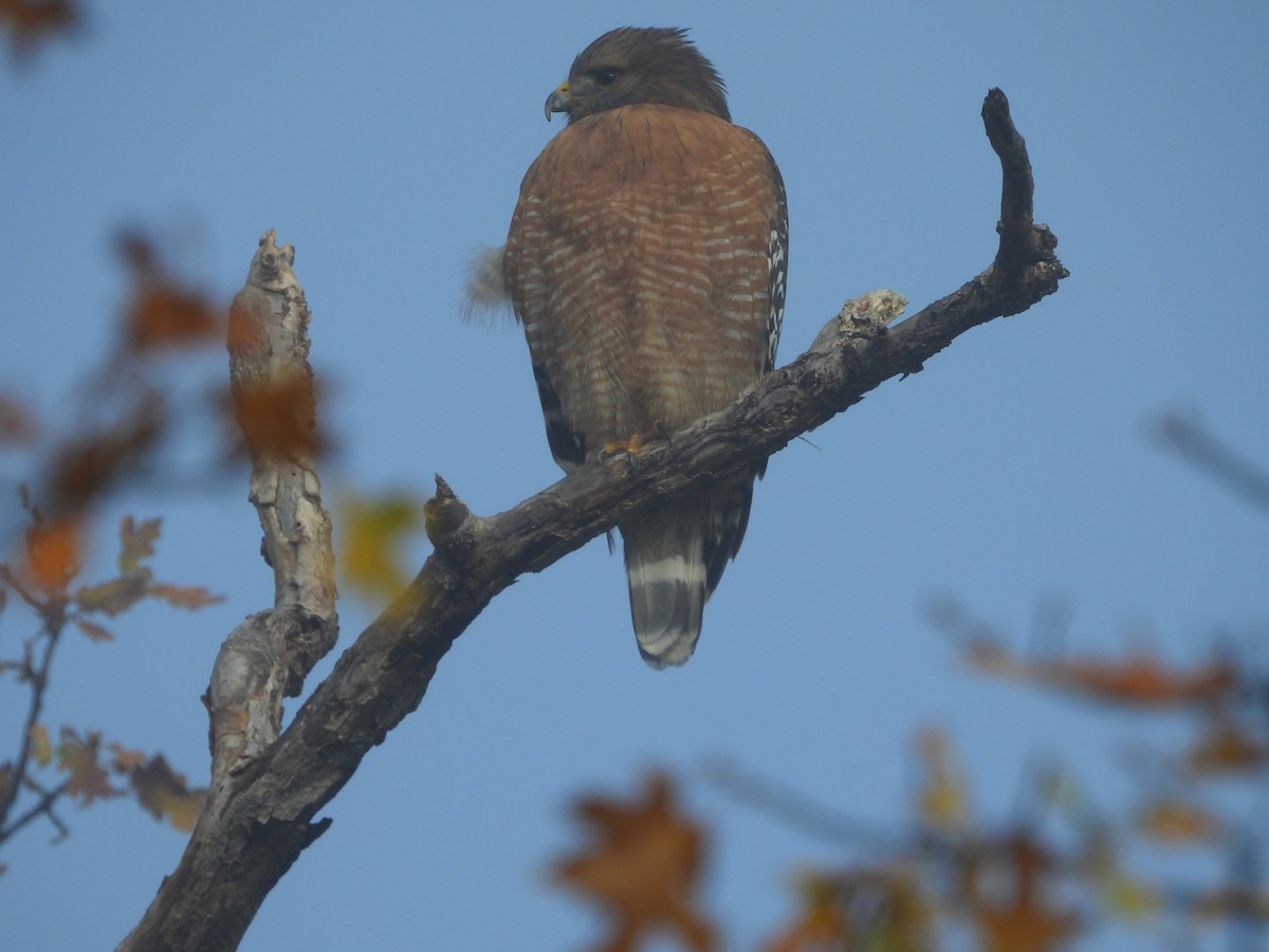Red-shouldered Hawk - ML644869344