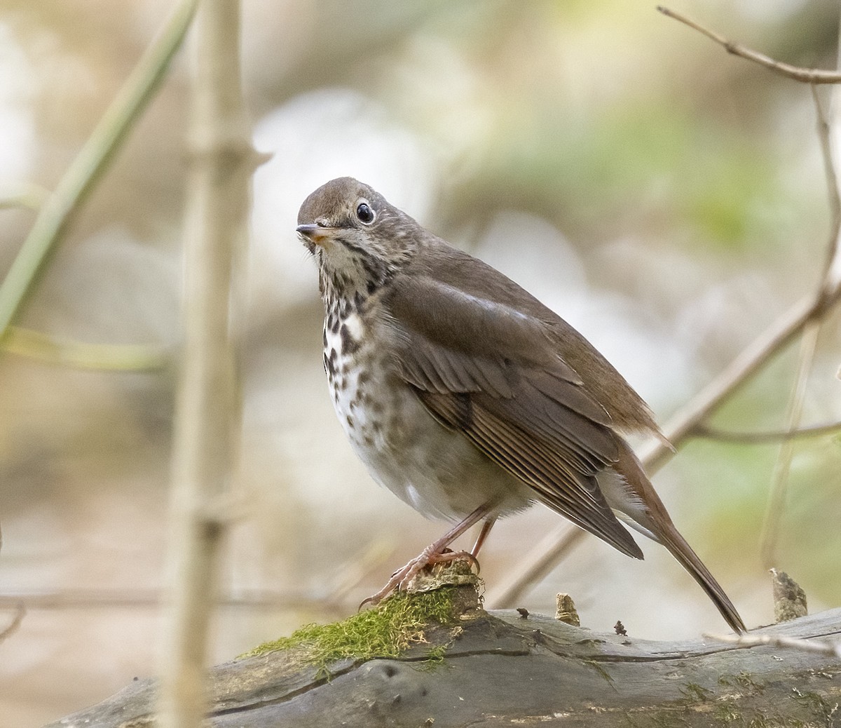 Hermit Thrush - ML644869347