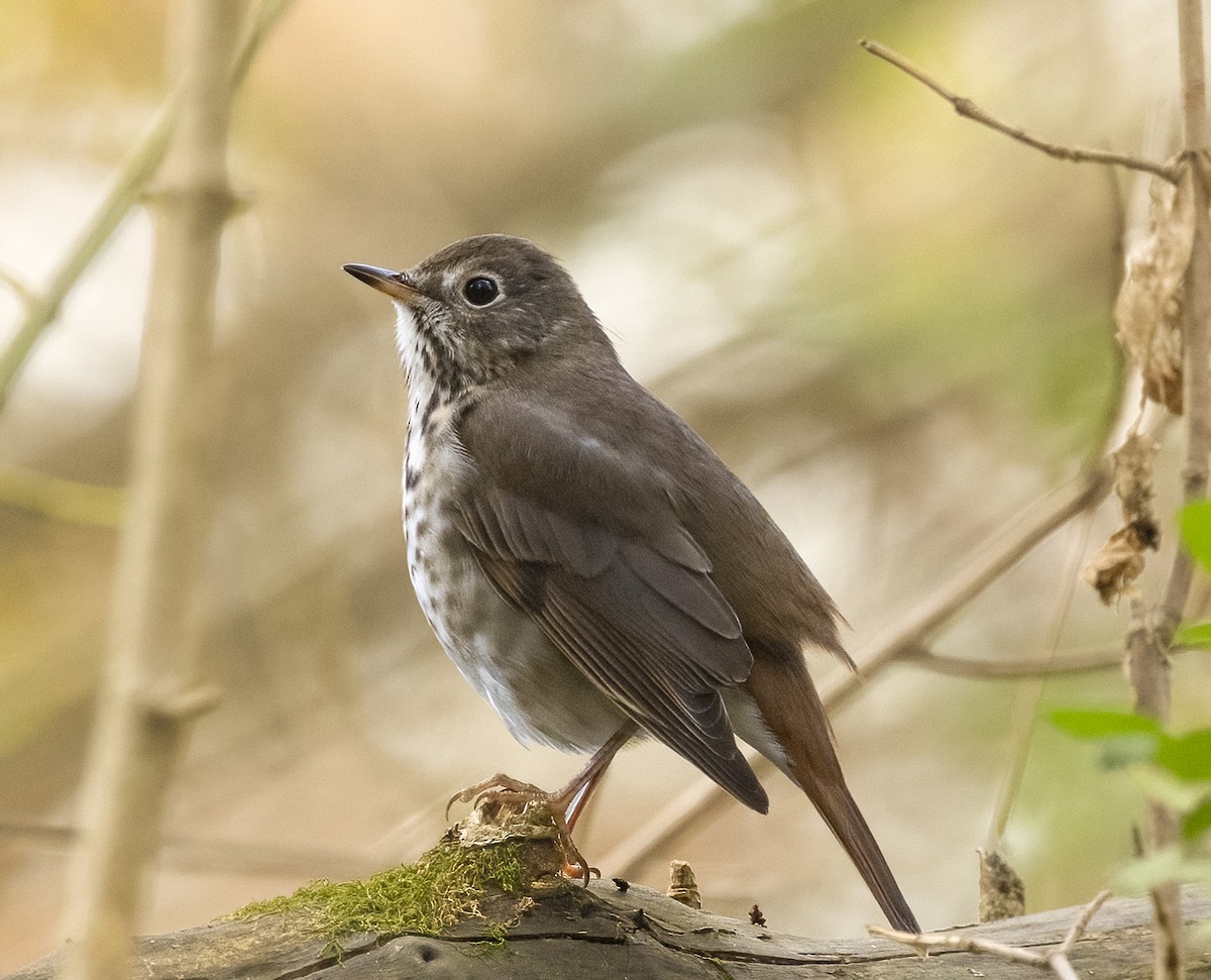 Hermit Thrush - ML644869348