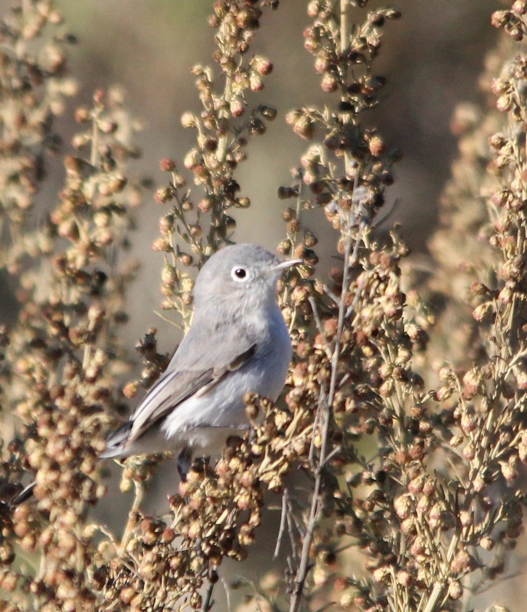 Blue-gray Gnatcatcher - ML644869350