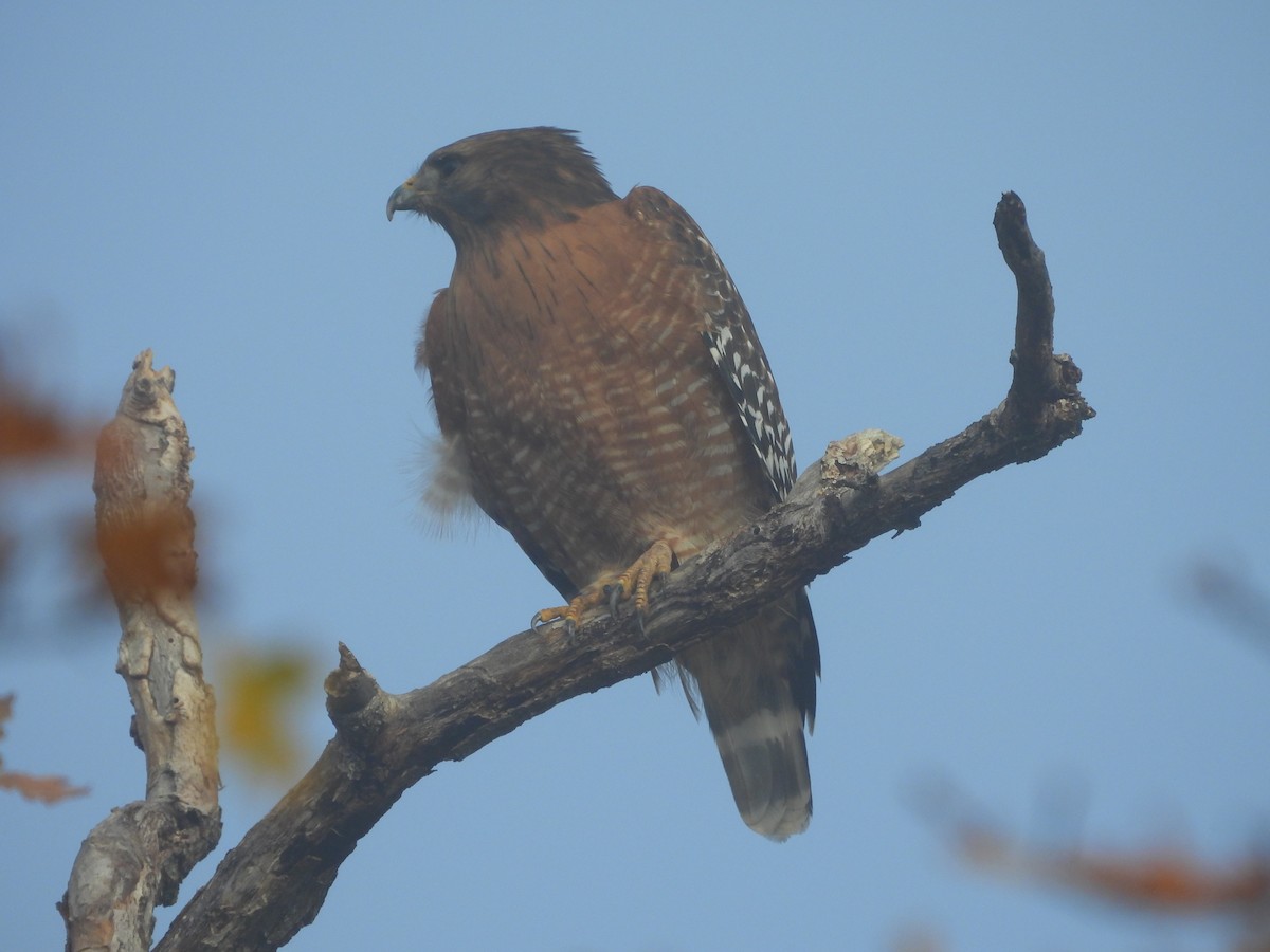 Red-shouldered Hawk - ML644869354