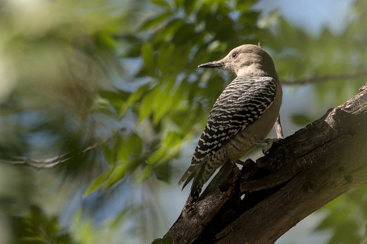 Gila Woodpecker - ML644869355