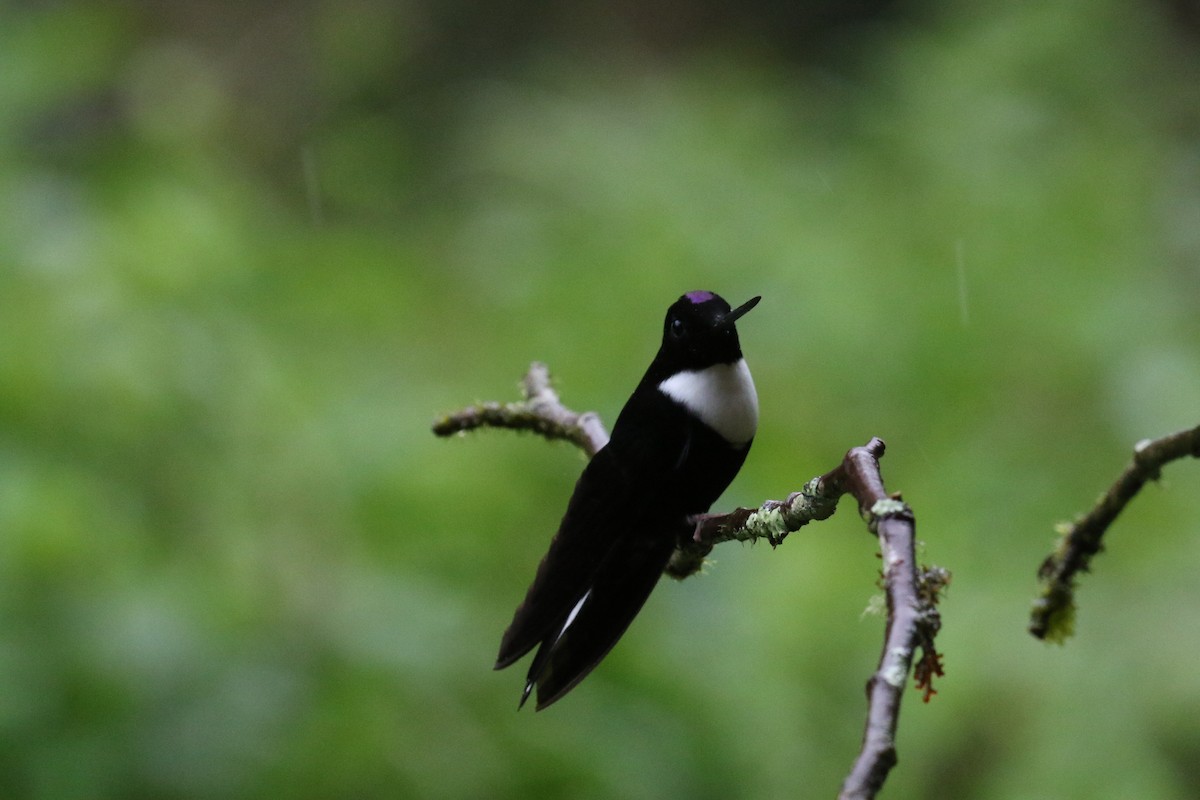 Collared Inca - ML644869360
