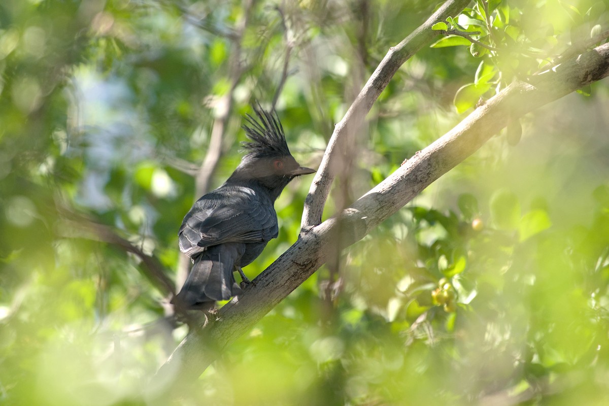 Phainopepla - ML644869361