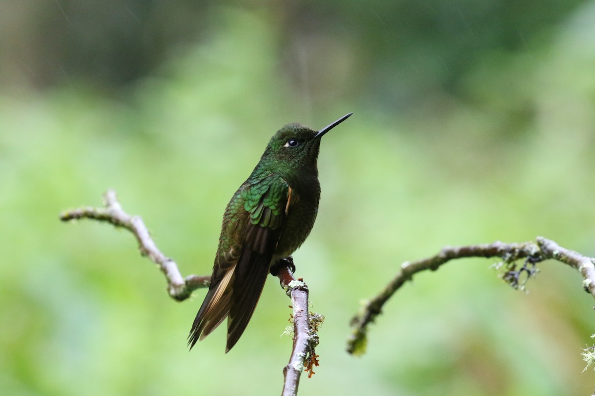 Buff-tailed Coronet - ML644869363