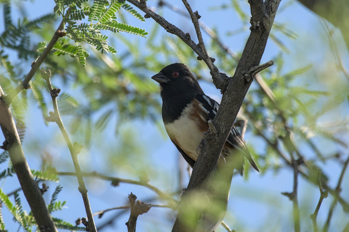 Spotted Towhee - ML644869364