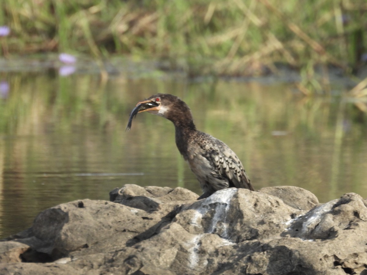 Reed Cormorant - ML644869366