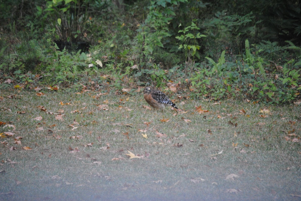 Red-shouldered Hawk - ML644869367