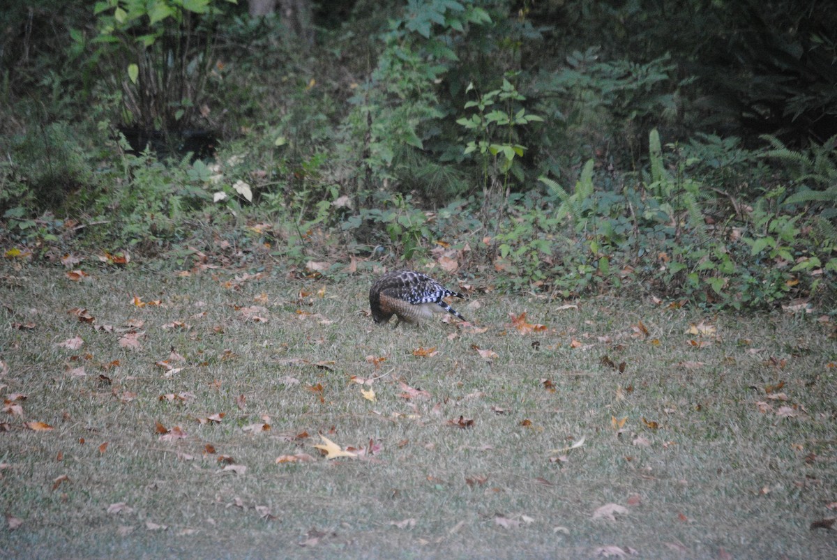 Red-shouldered Hawk - ML644869368
