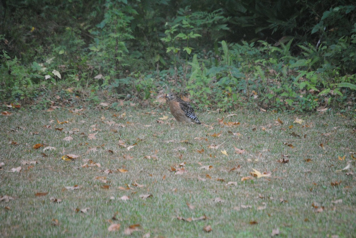Red-shouldered Hawk - ML644869369