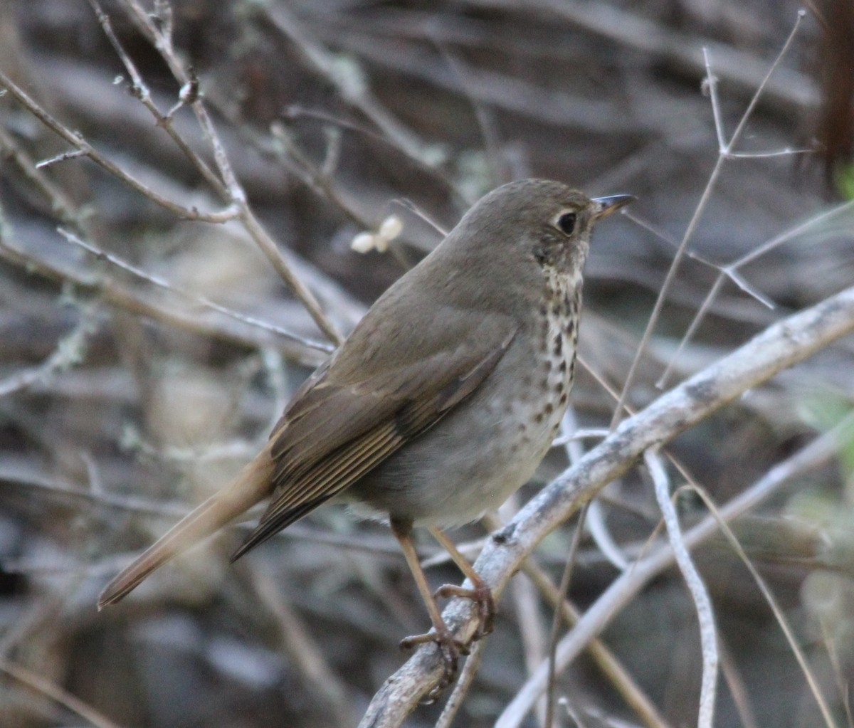 Hermit Thrush - ML644869371