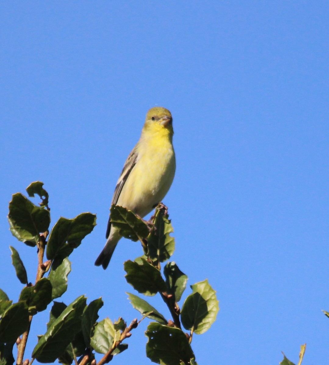 Lesser Goldfinch - ML644869381