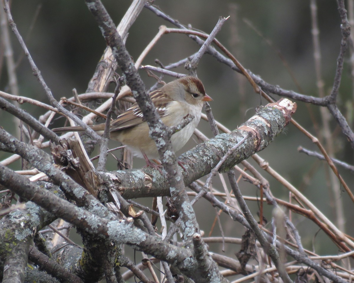 White-crowned Sparrow - ML644869384