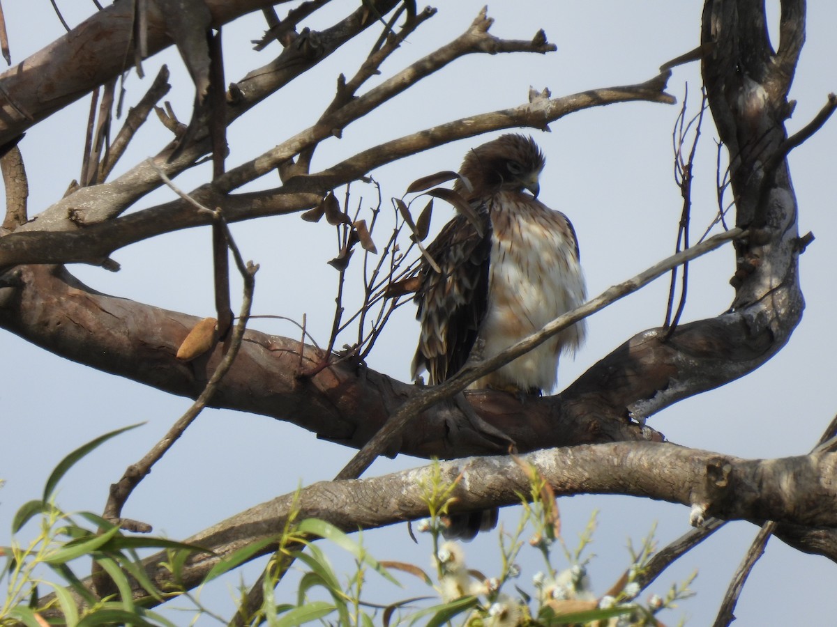 Booted Eagle - ML644869388