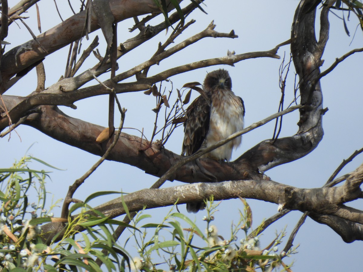 Booted Eagle - ML644869392