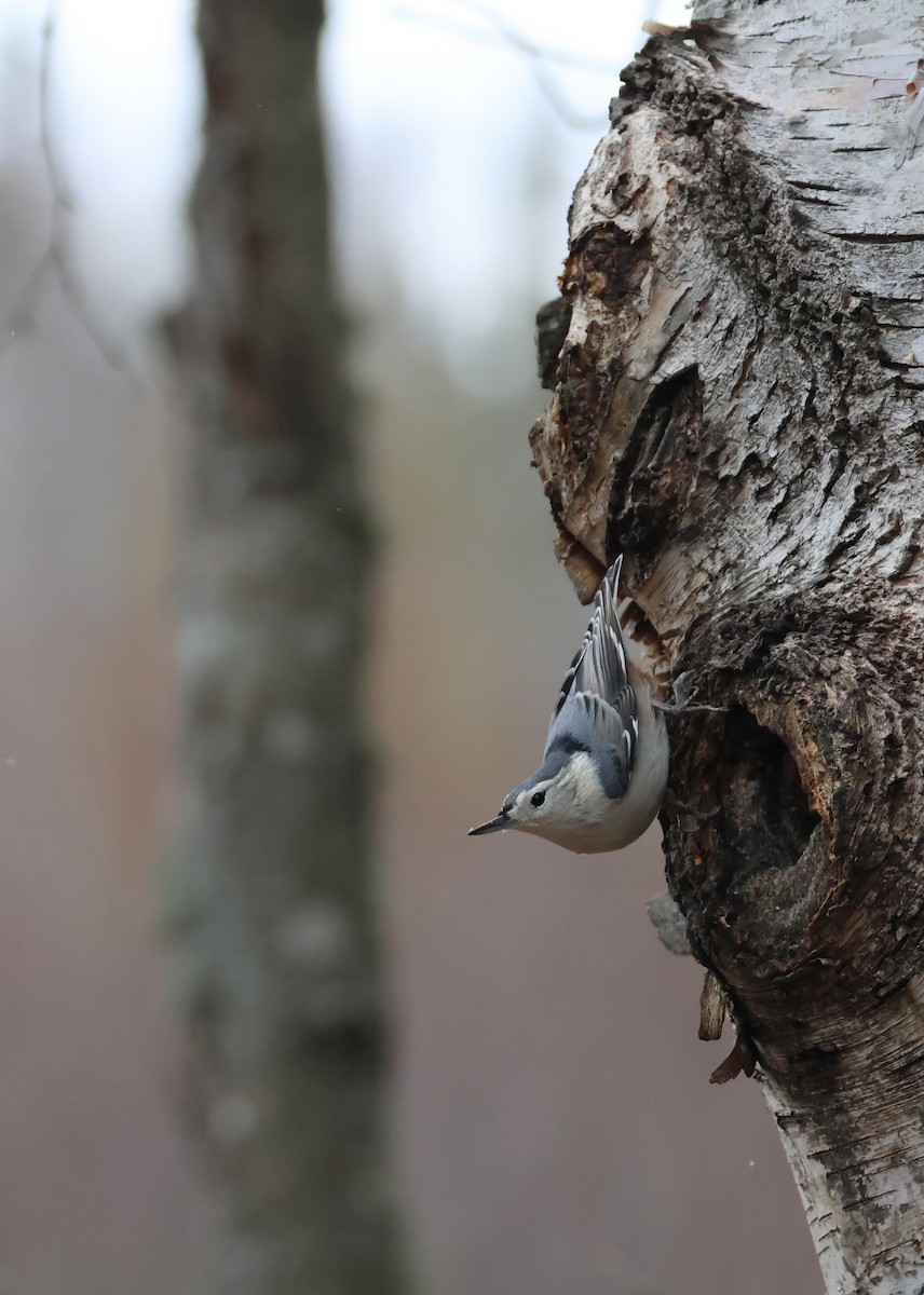 White-breasted Nuthatch - ML644869393