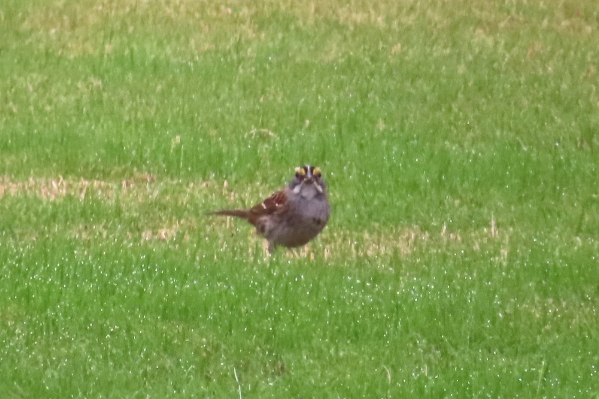 ノドジロシトド - ML644869394